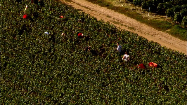 空中WS葡萄园工人收割香槟葡萄/香槟区，法国视频下载