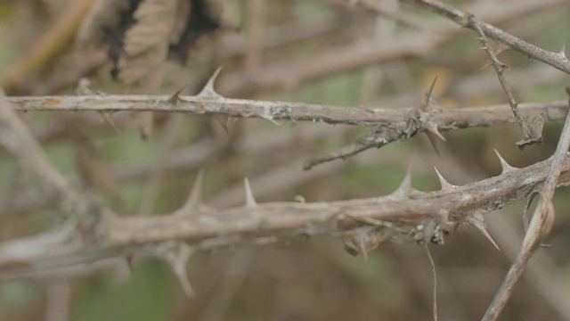 一种死植物上的刺的浅景深照片。视频下载