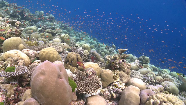 珊瑚石斑鱼(Cephalopholis miniata)游到珊瑚下躲藏，阿里玛塔海峡，瓦武环礁，马尔代夫视频下载