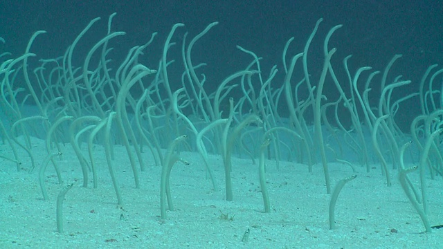 在马尔代夫的米木环礁的洞穴中觅食的意大利面花园鳗鱼(黄斑鳗)视频下载
