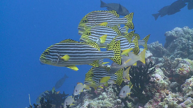 一群东方鲷鱼(Plectorhinchus vittatus)和一种鲷鱼(Lutjanus mono柱头鲷)在珊瑚礁上，Chromis游过马尔代夫瓦乌环礁CU的格架视频下载