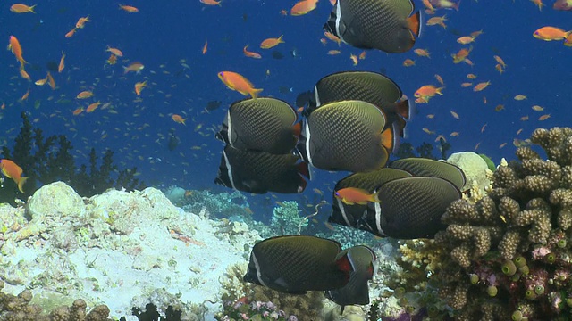 珊瑚礁上的一群白领蛱蝶鱼(半金鱼)，被角鳞鱼花冠(鳞鳞假花冠鱼)包围，位于马尔代夫的瓦乌环礁视频下载