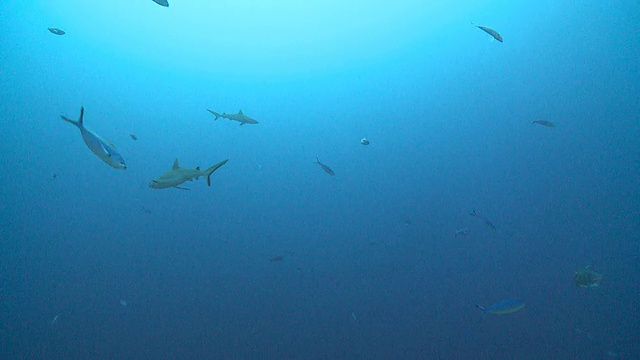 马尔代夫瓦武环礁，一群灰礁鲨(长尾鲨)和月亮火枪鱼，巨大的鲹鱼(角鲨)游过视频下载