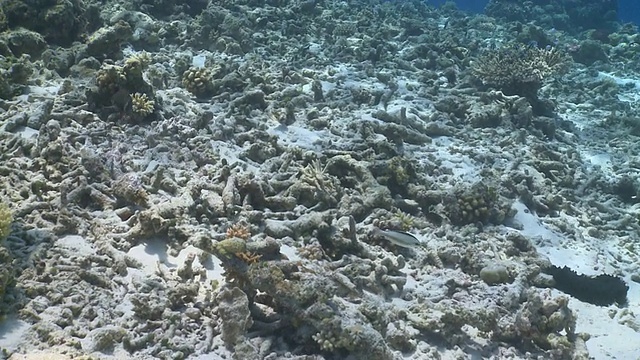 沿着马尔代夫瓦武环礁受损的硬珊瑚礁前进视频素材