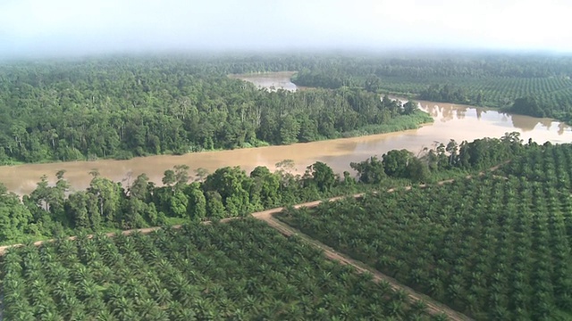航空棕榈油种植园和丛林，马里奥盆地，沙巴州，马来西亚，婆罗洲视频素材