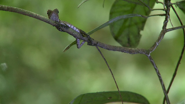 马来西亚，沙巴州，婆罗洲，马里奥盆地，蜥蜴在树枝上独立移动眼睛视频下载