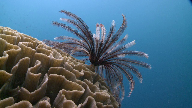 羽星锚定珊瑚，南维萨亚斯，菲律宾视频下载