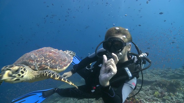 玳瑁海龟(Eretmochelys imbricata)与潜水员互动，Baa Atoll，马尔代夫视频下载