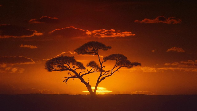 非洲。阳光下蜃景。非洲间隔拍摄日出。金合欢树。视频下载