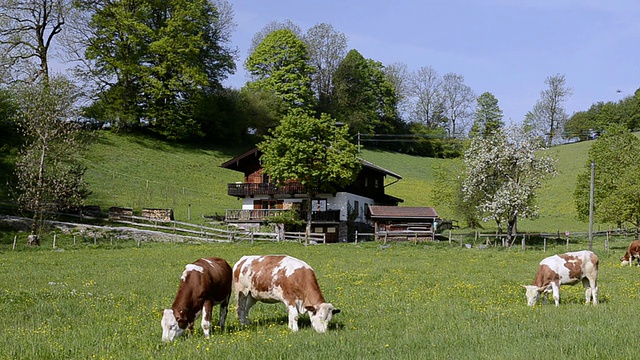 WS奶牛在草地上放牧/ Tegernsee，巴伐利亚，德国视频素材