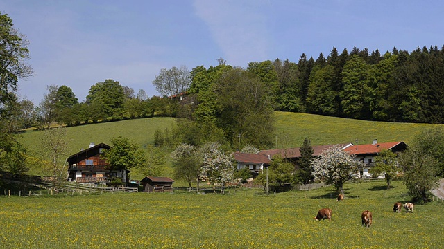 WS奶牛在草地上放牧/ Tegernsee，巴伐利亚，德国视频素材