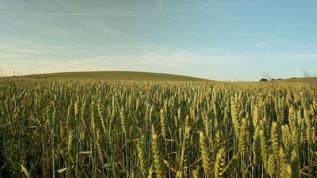 成熟麦田的景观/哥本哈根，sjaeland，丹麦视频素材