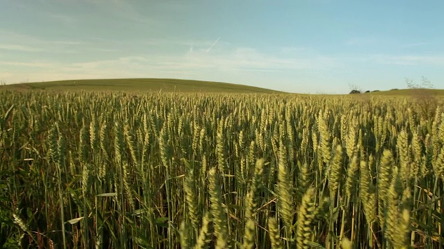 成熟麦田的景观/哥本哈根，sjaeland，丹麦视频素材
