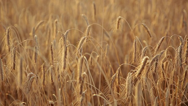 麦地成熟的景象/哥本哈根，sjaeland，丹麦视频素材
