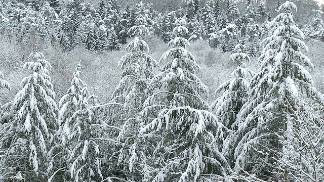 德国莱茵兰-普法尔茨萨尔堡的树顶上覆盖着厚厚的积雪视频下载
