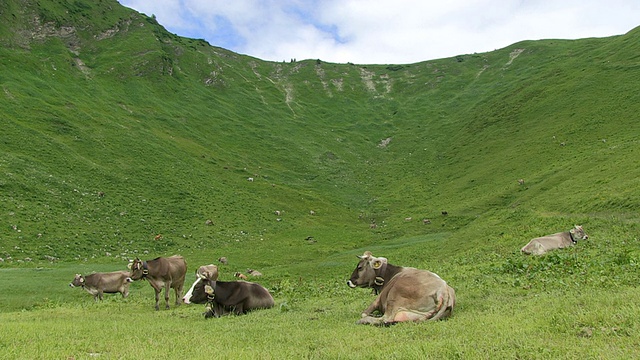 在德国巴伐利亚州的schlappold alm / Oberstdorf, WS奶牛坐在草地上视频素材