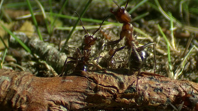 MS蚂蚁活动在地面/维斯比，纳尔，柳加恩，戈特兰，瑞典视频下载