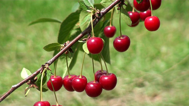 酸樱桃，prunus cerasus挂枝/ Serrig，德国莱茵兰-普法尔茨视频素材