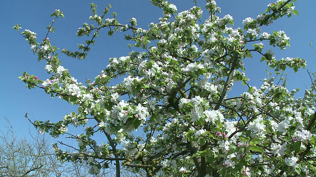 盛开的苹果树/ Kirf，莱茵兰-普法尔茨，德国视频素材
