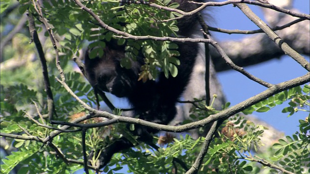 哥斯达黎加瓜纳卡斯特，CU吼猴在树上吃粉红色的花视频素材