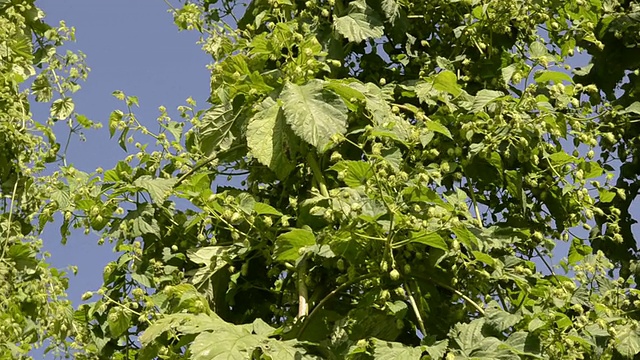 啤酒花花园/德国巴伐利亚州梅因堡啤酒花球果爬行植物视频素材