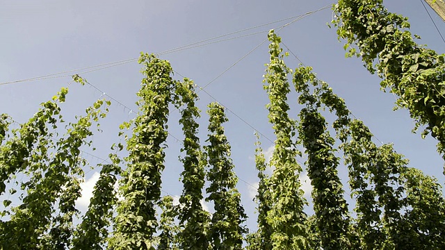德国巴伐利亚州梅因堡啤酒花花园啤酒花爬行植物的MS视图视频素材