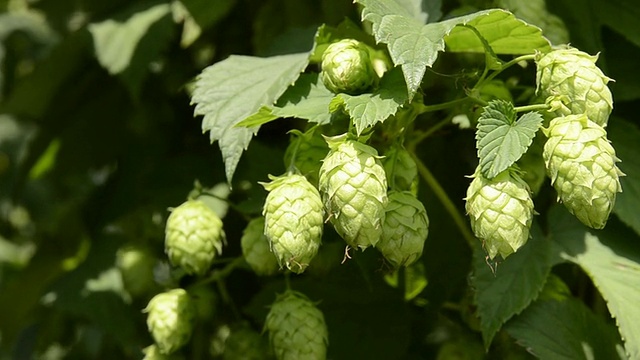 德国巴伐利亚州梅因堡啤酒花花园的啤酒花圆锥景观视频素材