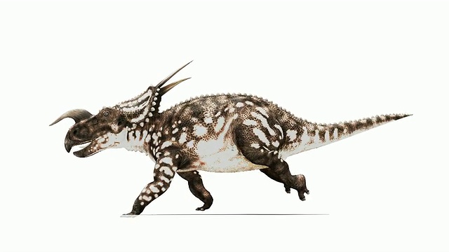 Einiosaurus恐龙动画。这种有角的食草恐龙是在美国蒙大拿发现的化石中发现的。它可以追溯到白垩纪晚期，六千五百万到一亿年前。RGB和图像掩码参见图像编号K002 5510视频下载