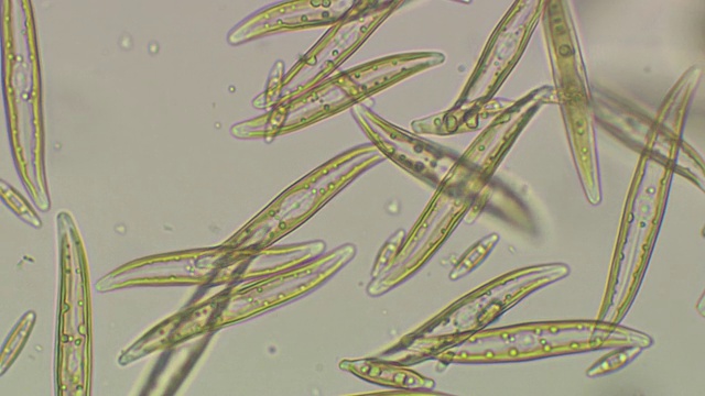 硅藻是一种海生藻类，是浮游植物的重要组成部分。硅藻细胞被一层称为“壳”的二氧化硅壁包裹着视频素材
