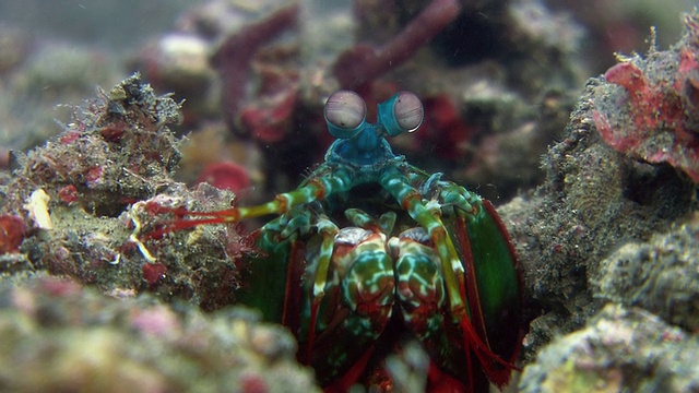 近距离的螳螂虾的眼睛(齿趾龙syllarus)。螳螂虾被认为拥有动物王国中最复杂的眼睛。视频下载