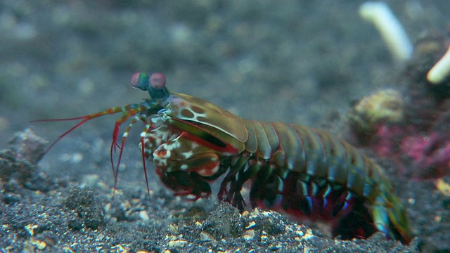 螳螂虾。视频下载