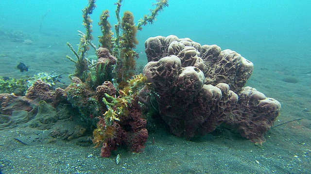 珊瑚礁。拍摄伦贝，北苏拉威西，印度尼西亚视频下载