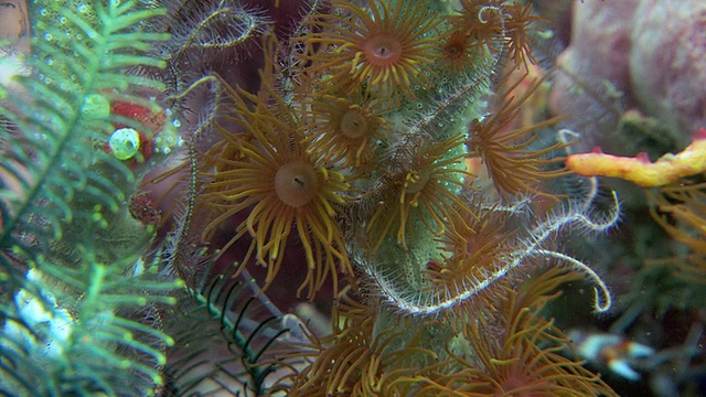 珊瑚礁。拍摄伦贝，北苏拉威西，印度尼西亚视频下载