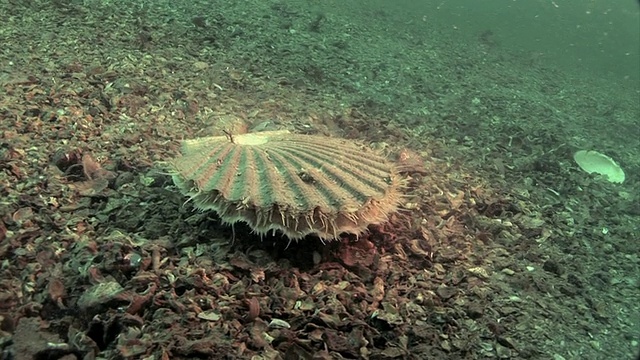 海床上的扇贝。当潜水员靠近时，它会反复收缩一半的壳，游开。拍摄于英国彭布罗克郡海岸视频下载
