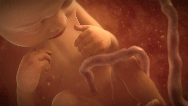 子宫中的男性胎儿，俯视图。这个胎儿是足月的，完全发育，准备出生视频下载