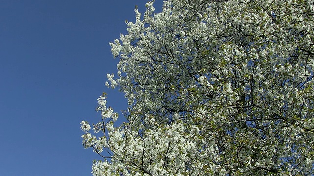 MS盛开的酸樱桃树/德国莱茵兰-普法尔茨卡斯泰尔-施塔特视频素材