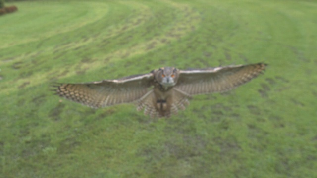 高速欧亚鹰鸮(Bubo Bubo)飞到照相机，英国，英国。在Photron SA2高清高速相机上以1000fps拍摄。视频下载