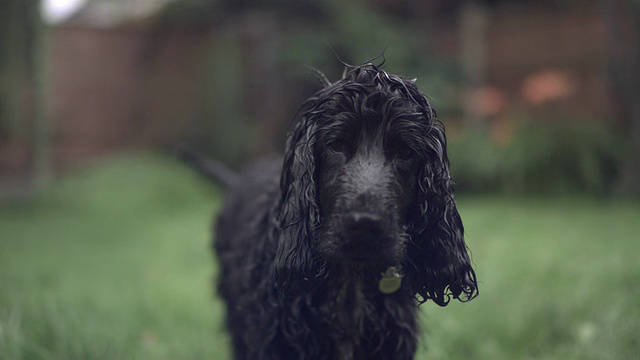英国，SLO MO可卡犬(犬类狼疮)摇水视频下载