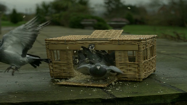 英国，SLO MO鸽子(Columba livia)从篮子里飞出来视频素材