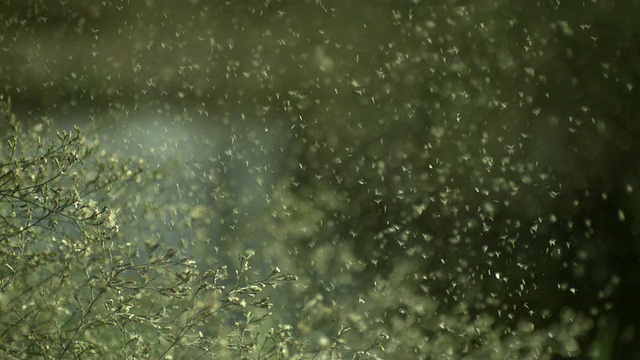 SLO MO种子吹落植物，西班牙视频下载