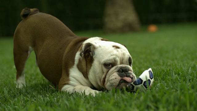 SLO MO英国斗牛犬(Canis lupus familiaris)在花园踢泄气的足球，西班牙视频素材