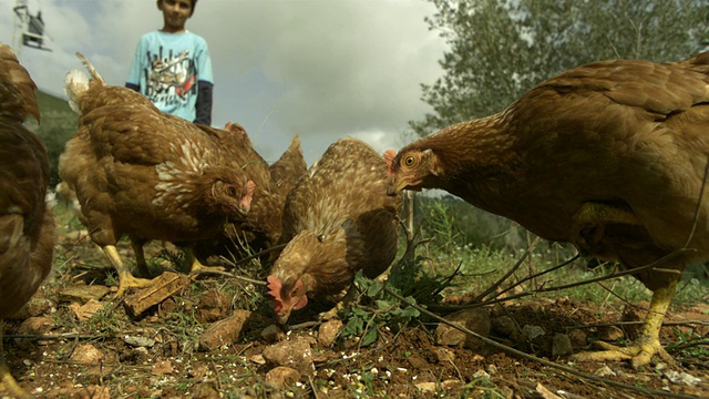 慢动作小男孩扔鸡饲料给鸡，西班牙(个别帧也可以用作静止图像。每一帧的原始状态大约是6MB或大约12MB作为16位TIFF格式)视频素材