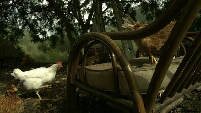 西班牙森林里，被扔在废弃椅子上的饲料中，SLO MO鸡视频素材