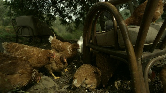 西班牙森林里的一群鸡(Gallus Gallus)正在吃扔在废弃椅子上的种子视频素材