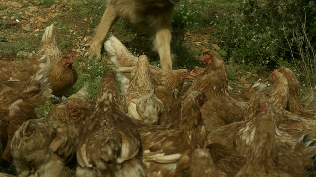 西班牙，SLO MO大型阿尔萨斯犬(犬类狼疮)跑向鸡(Gallus Gallus)视频素材