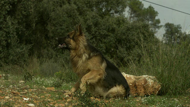 SLO MO大型阿尔萨斯犬(犬类狼犬)追逐过去的鸡(Gallus Gallus)，西班牙视频素材