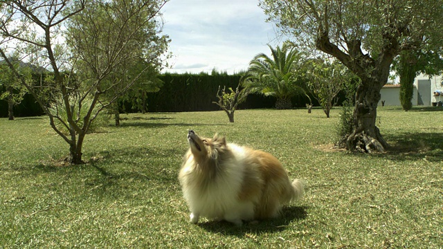 高速牧羊犬(犬类狼犬)接球，西班牙。视频素材