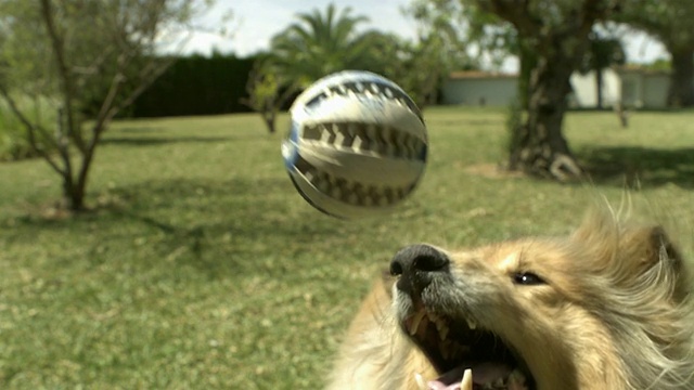 高速狗接球，近距离，西班牙。视频素材