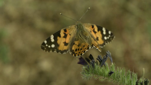 高速画女士(凡妮莎卡杜)蝴蝶起飞从vetch (Vicia sp.)，近距离，西班牙。视频下载