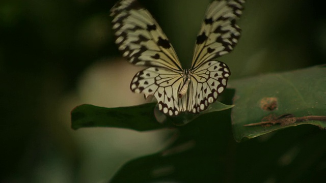 高速纸风筝蝴蝶，在叶子上拍打翅膀视频下载